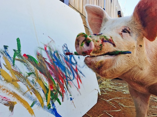 Талентираната свиња-сликарка