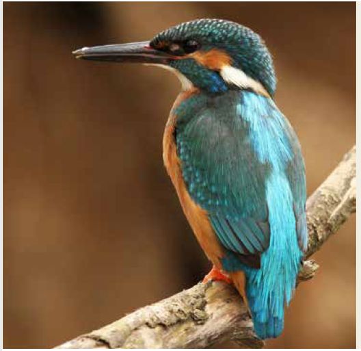 Европска црвена листа на птици: Се намалила популацијата на три видови во земјава