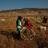 Либанските земјоделци се откажуваат од хашишот