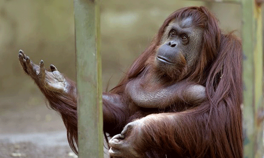 Зоолошка градина стара 140 години ќе стане едукативен еко-парк и засолниште за жртвите на трговија со животни