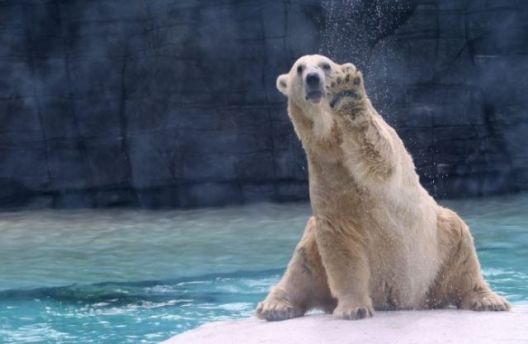 Збогум Инука: умре последната поларна „тропска“ мечка