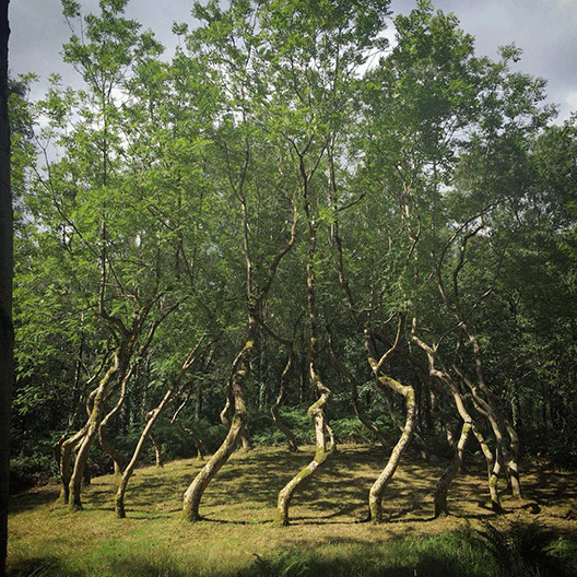  Таинствено уметничко дела од дрвја засадени во 1977 година