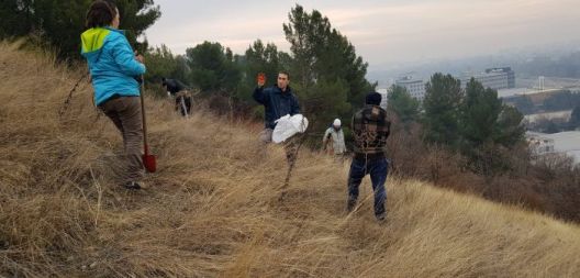 Активисти посадија изртени желади на Зајчев рид, за да го спасат од градежна инвазија
