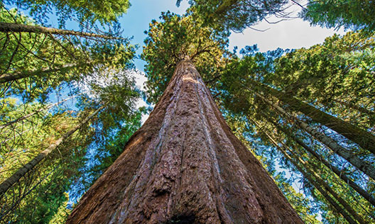 Таинствениот живот на Хиперион - највисокото дрво во светот