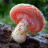 Чудесни печурки 
