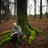 Германски шумски ренџер утврдил дека и дрвјата имаат социјални мрежи
