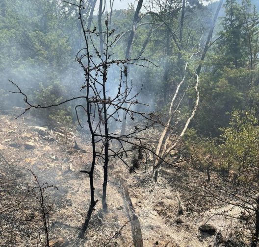 Пожарите лани проголтале најмалку шумска површина во последнава деценија