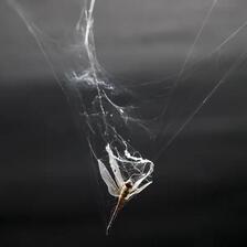 Во мрежата на пајакот