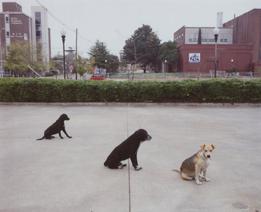Улични кучиња