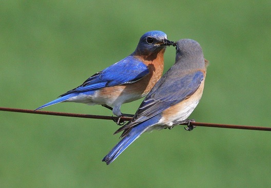 Научниците со години верувале дека само машките птици умеат да пеат