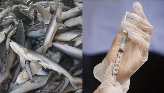 Половина милион ајкули би можеле да ги дадат своите животи за вакцина за Ковид-19