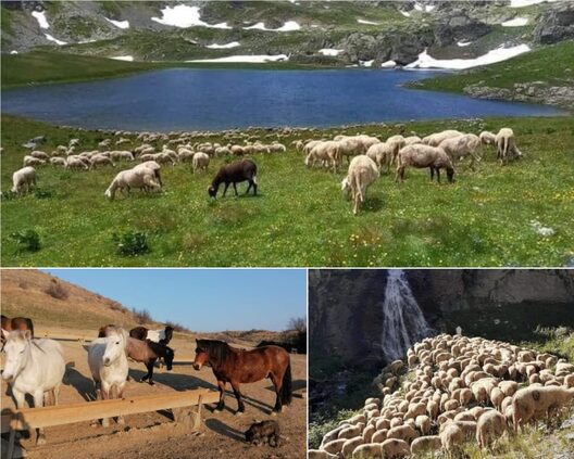 Насер од Тетово на фармата има 4080 овци и 50 коњи: