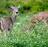 Кај диви елени пронајдени антитела на коронавирусот