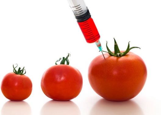 Сѐ уште не се воведени европски стандарди за ГМО xрана и xрана за животни