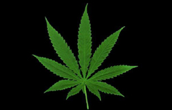 Оукленд сака марихуана индустрија
