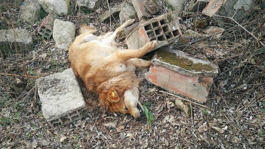 (Вознемирувачко фото) Колку суровост кон кучињата може да толерира Македонија?!