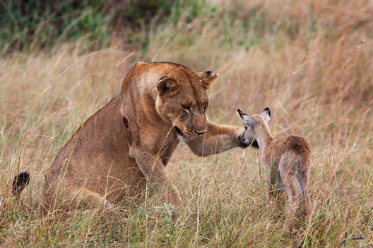 Лавица посвојува бебе-антилопа!
