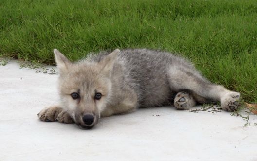 Првиот клониран арктички волк во светот сега е стар 100 дена