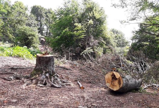 Апел да се спречи уништувањето на шумата на Шара
