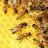Пчелите се „детективи“ за следење на загадувањето