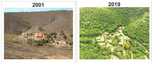Бразилски пар 20 години садеше дрвја и создаде шума