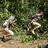 Борбата на племето Каапор против дрвокрадците во Амазон