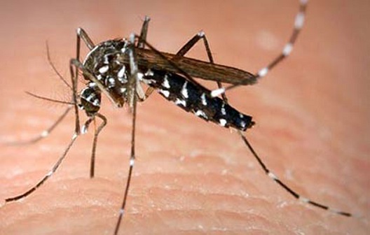 Параноичен комарец верува дека го прскаат со отрови од авион