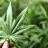 Медицинската марихуана легализирана во Хрватска