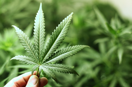Медицинската марихуана легализирана во Хрватска