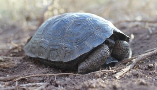 За првпат по 100 години на Галапагос повторно има желки
